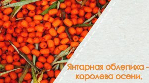Янтарная облепиха - королева осени.