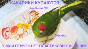#КАКАРИКИ_купаются_ПОПУГАИ 05.04.25 У моих птичек НЕТ игрушек из пластмассы ! #новозеландскийпопугай