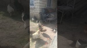 петухи