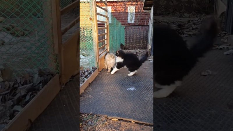 Наши дружные котельные котики)