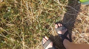 Кормлю СКАЛЬНУЮ ЯЩЕРИЦУ / Ловля кузнечиков