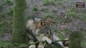 Андрей Таныч - Одинокий волк