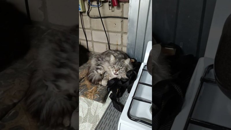 Язик и Мишка - котельные котики#cat