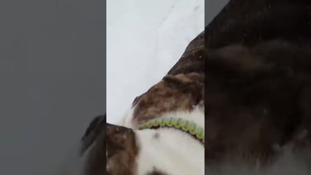 Бесилки на улице. смотреть онлайн