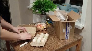 Закладка инкубатора Индийский Бегунок.