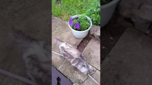 Короткий обзор поделок на участке.