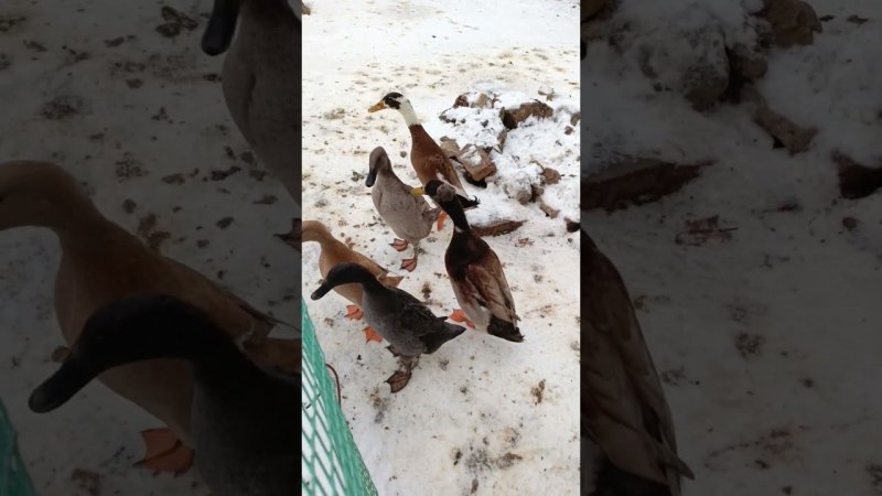 Бегунки требуют прогулку! #duck #индийскийбегунок