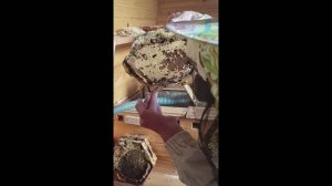 1.04.2025г. Сегодня на пасеке.  Улей(наблюдательный) переполнен пчелами, делаю отводок.