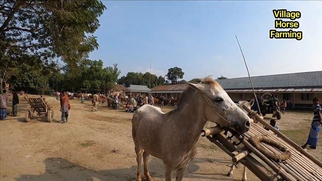 Best Horse Meeting and Horse First time Ma'ting || horse meeting Long Time - Village Horse Farming смотреть онлайн