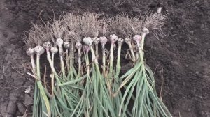 Советы по выращиванию ярового и озимого чеснока