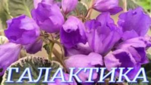 №1062/ ВЫСТАВКА цветов и ОРХИДЕЙ в ГАЛАКТИКЕ