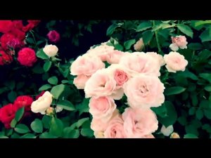 Розы. Лучшие из лучших. А какое обильное цветение... Часть 1.