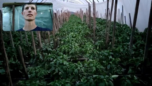 2 важливі помилки через які я уже втратив частину урожаю перцю смотреть онлайн