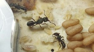 Муравей металика(Rhytidoponera metallica)