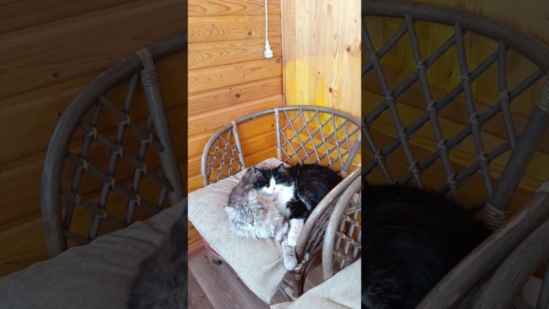 Сон час у котиков)