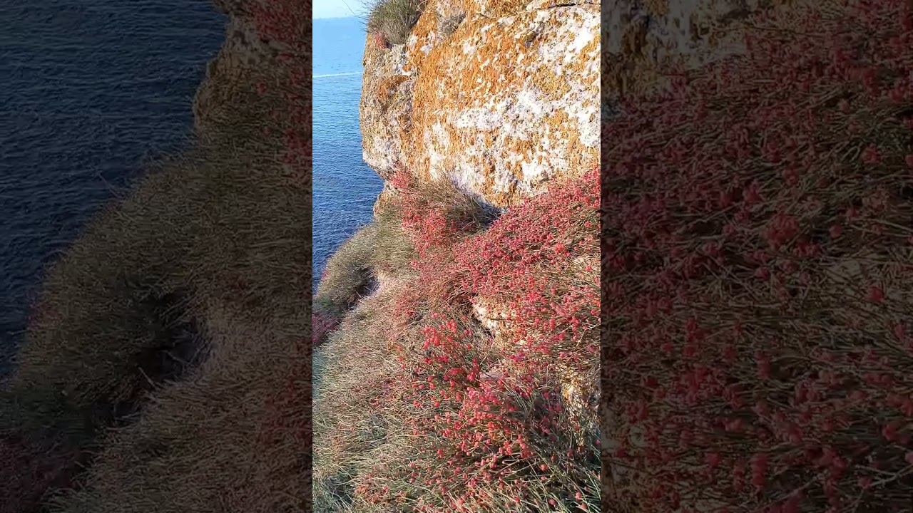 Эфедра смотреть онлайн