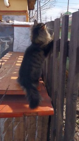 Люська играет.🤩