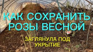 Розы. Как не потерять розы весной ??? Открываем розы без ошибок.