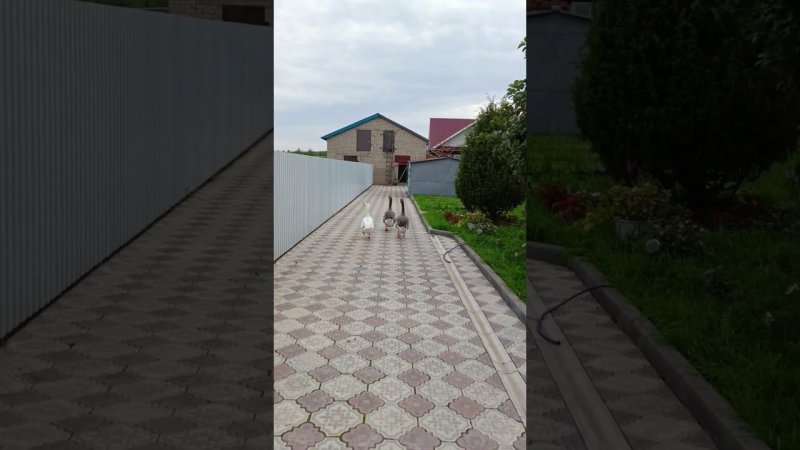 Когда лень лететь #goose