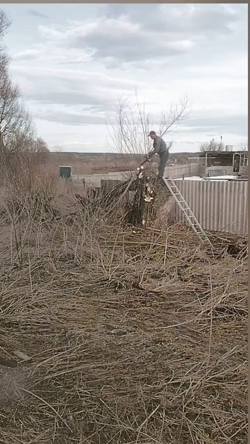 Арбористика Live