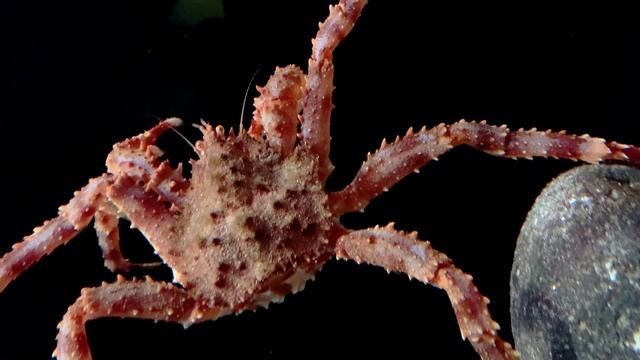 アブラガニ　Blue king crab　Paralithodes platypus смотреть онлайн