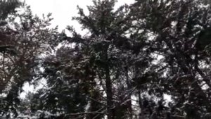 Лыжная эстафета