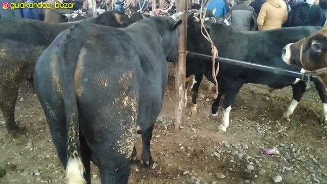 Гулакандоз Пайшанба Молбозори.Новвослар Нархлари.