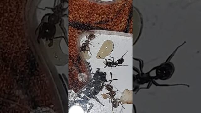 Разно возрастные личинки смотреть онлайн