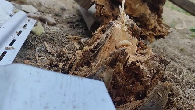 Личинка жука в старом столбе :) смотреть онлайн