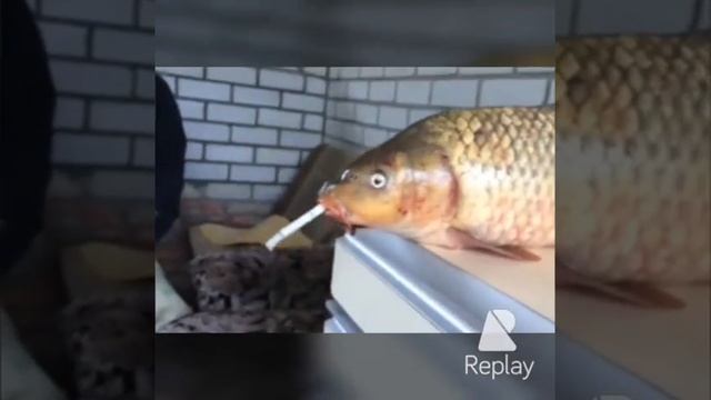 Рыбка курит..... смотреть онлайн