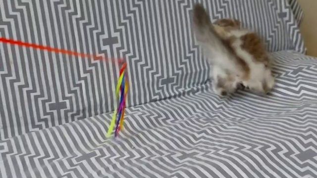 Котенок