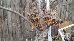 Последствия урагана на даче/05.04.25г.