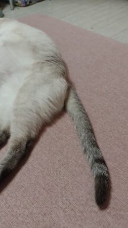 Скоро будут новые котята