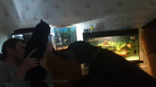 Кот телохранитель,,,,,,,,,,,,,,,,,,,,Атака на Собаку,,,,,,,,,,,,, смотреть онлайн