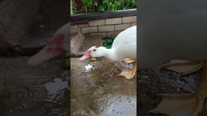 Гуси и утки в сильный дождь.