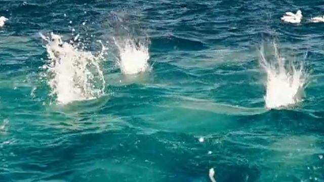 Sample Video 1