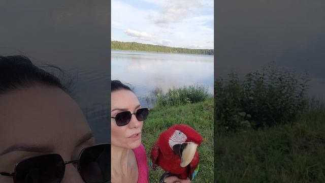 Мы,наш сын и наши попугаи!Даже в отпуске наша семья вместе!) смотреть онлайн