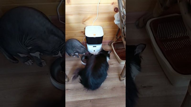 Дружный ужин Язика и Лизы #nature #коты