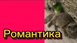 ДЕРЕВЕНСКИЙ ДНЕВНИК. "РОМАНТИК"
