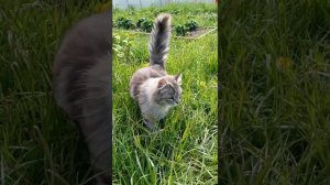 Куры, теплицы, сад.