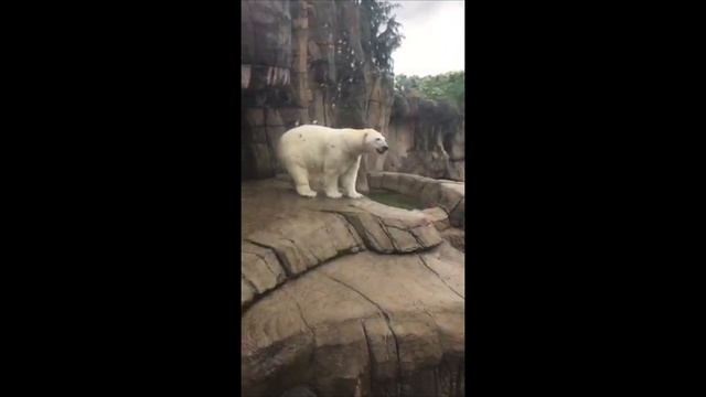 Polar Bear Displaying Zoochosis at the Pittsburgh Zoo and PPG Aquarium смотреть онлайн