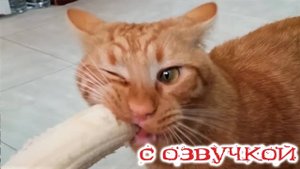 ПРИКОЛЫ С КОТАМИ! СМЕШНЫЕ КОТЫ с озвучкой! УГАРНЫЕ СМЕШНЫЕ ЖИВОТНЫЕ! Приколы с животными!