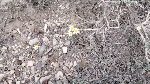 Взошли подснежники смотреть онлайн