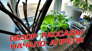 ОБЗОР РАССАДЫ НАЧАЛО АПРЕЛЯ