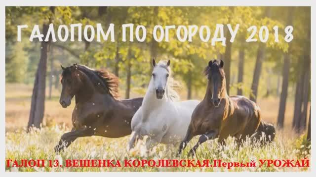 №13 ВЕШЕНКА КОРОЛЕВСКАЯ. Первый УРОЖАЙ._ГАЛОПОМ по ОГОРОДУ_ 27 июня. ГАЛОП 13. Royal oyster mushroom