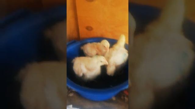 Бройлеры. 16 день эксперимента. Мегакорм в  Казахстане смотреть онлайн