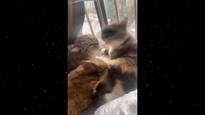 Приколы С Животными 64