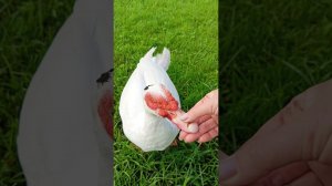 Снова видео с птичкой). Обход двора. Надробила зерна.