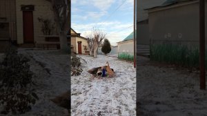 Прекрасное морозное утро! Десятиминутная прогулка у птички, размять лапки-крылышки.