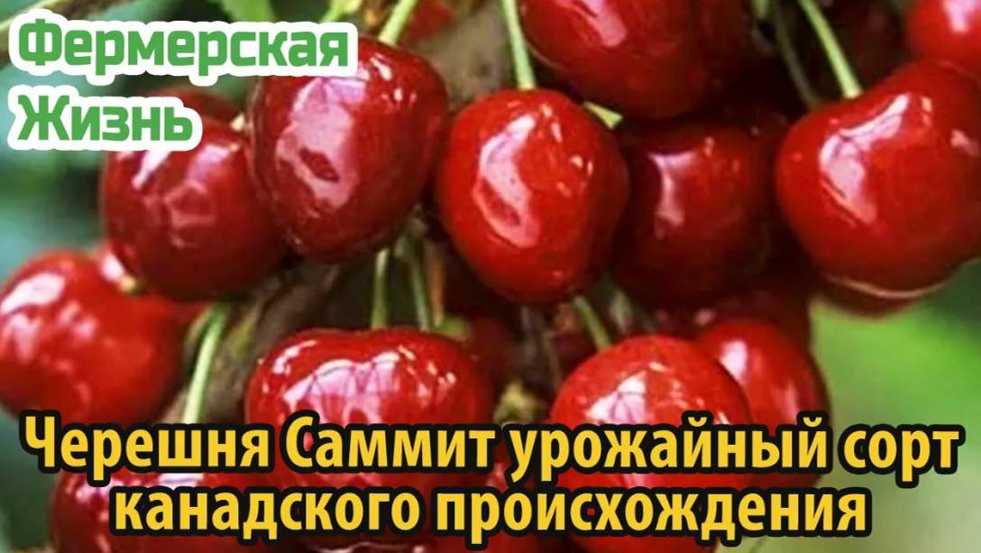 Черешня Саммит – урожайный сорт канадского происхождения